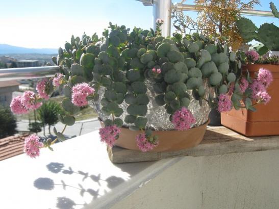 Name:  sedum sieboldii.jpg
Views: 983
Size:  37.1 KB