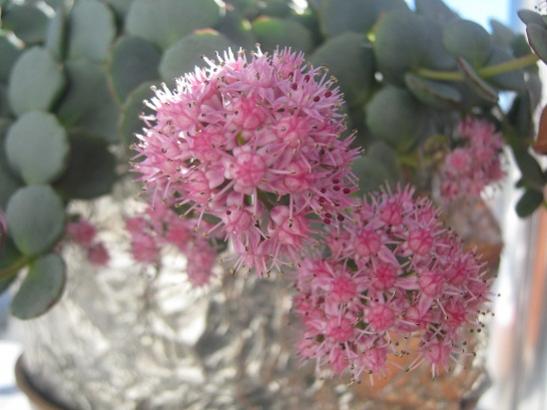 Name:  sedum s..jpg
Views: 932
Size:  32.4 KB