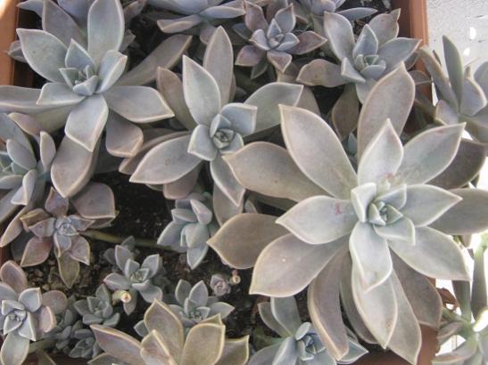 Name:  graptopetalum.jpg
Views: 984
Size:  40.3 KB