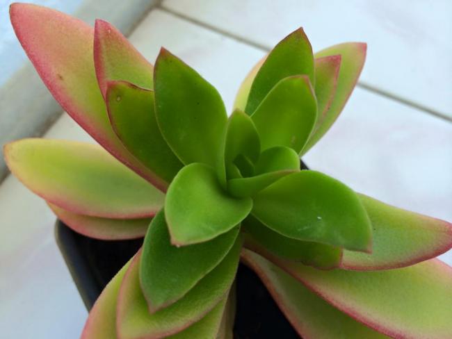 Name:  Crassula Capitella ''Campfire''.jpg
Views: 862
Size:  27.3 KB