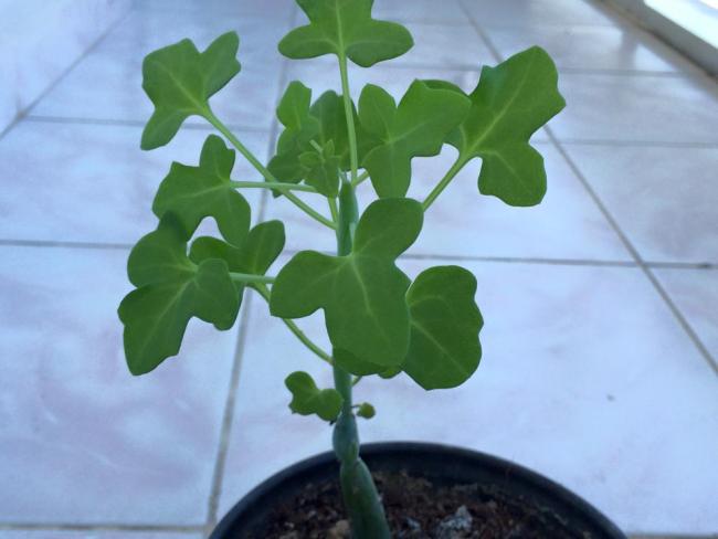 Name:  senecio aticulatus.jpg
Views: 1033
Size:  30.2 KB