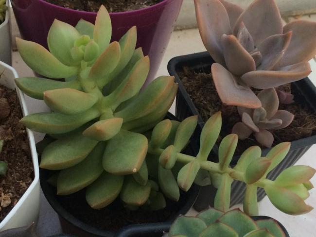 Name:  Sedum adolphi.jpg
Views: 1185
Size:  38.9 KB
