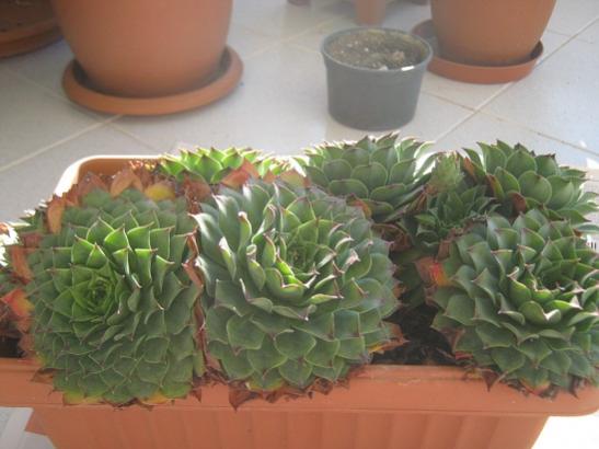 Name:  sempervivum.jpg
Views: 875
Size:  31.9 KB