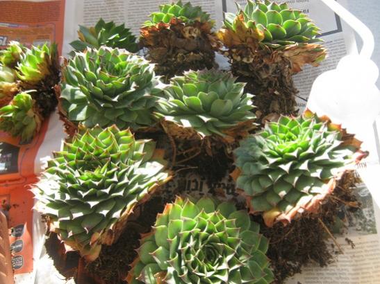 Name:  sempervivum2.jpg
Views: 868
Size:  52.1 KB