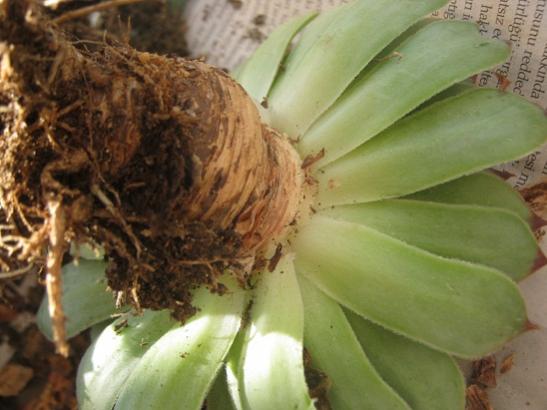 Name:  sempervivum4.jpg
Views: 832
Size:  33.9 KB