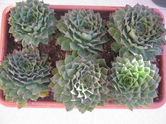 Name:  sempervivum5.jpg
Views: 849
Size:  45.2 KB