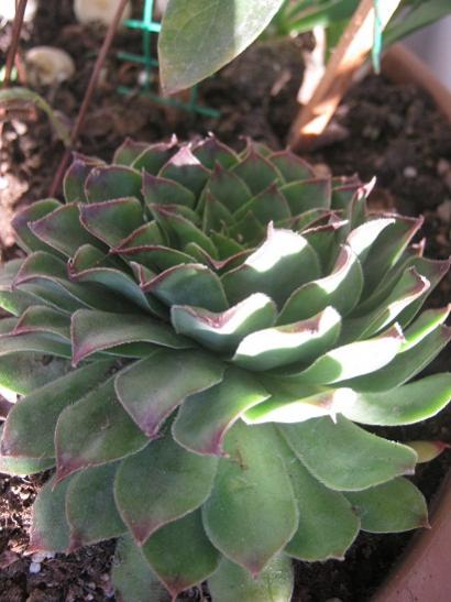 Name:  sempervivum6.jpg
Views: 840
Size:  37.3 KB