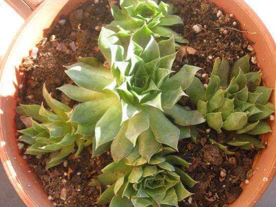 Name:  sempervivum7.jpg
Views: 869
Size:  44.5 KB