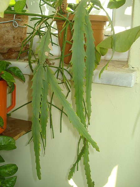 Name:  DSC08065.jpg
Views: 1647
Size:  59.0 KB