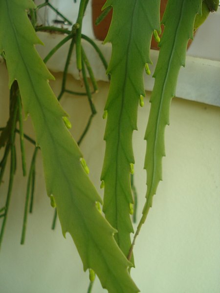 Name:  DSC08069.jpg
Views: 1591
Size:  32.5 KB