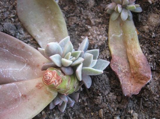 Name:  graptopetalum.jpg
Views: 844
Size:  42.4 KB