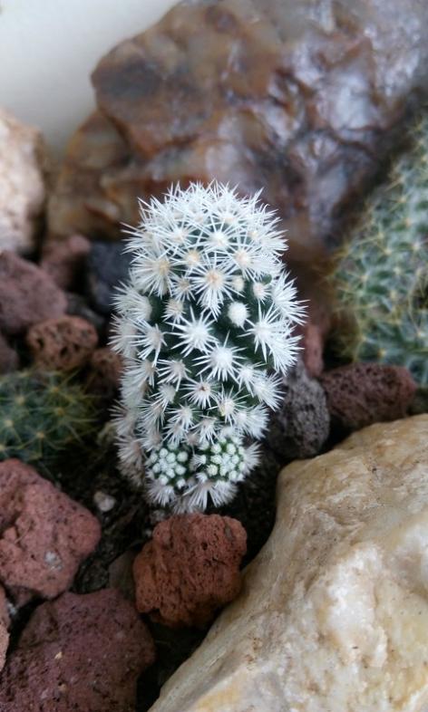 Name:  4_Mammillaria gracilis.jpg
Views: 397
Size:  56.4 KB