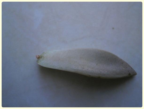 Name:  X Sukulent 2.jpg
Views: 1666
Size:  17.2 KB
