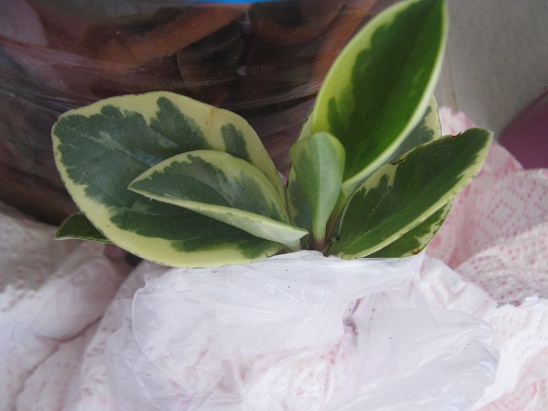 Name:  sukulent8.jpg
Views: 733
Size:  68.8 KB