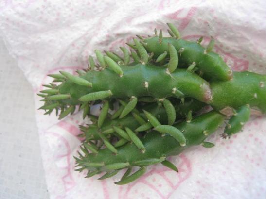 Name:  sukulent5.jpg
Views: 715
Size:  27.6 KB