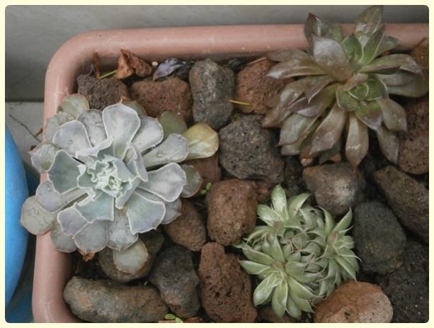 Name:  Echeveria shaviana, Graptoveria cv 'Silver Star', Echeveria 'Black Knight'.jpg
Views: 1563
Size:  44.0 KB