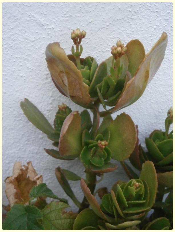 Name:  Kalanchoe blossfeldiana - Kalano.jpg
Views: 1722
Size:  61.1 KB