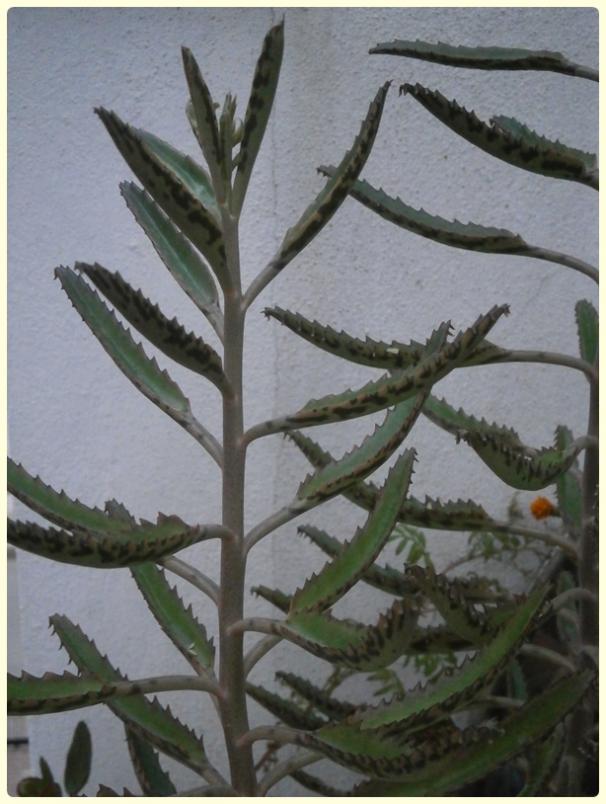 Name:  Kalanchoe daigremontiana -  Gzya iei (2).jpg
Views: 2104
Size:  63.6 KB