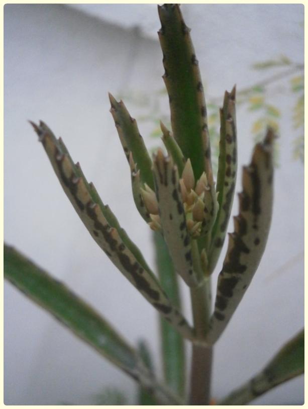 Name:  Kalanchoe daigremontiana -  Gzya iei.jpg
Views: 1678
Size:  39.5 KB