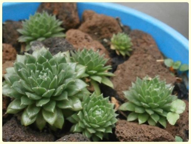 Name:  Sempervivum - Kader iei.jpg
Views: 3208
Size:  39.5 KB