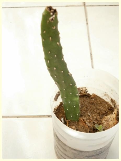 Name:  Opuntia - Kaynana Dili.jpg
Views: 1677
Size:  23.1 KB