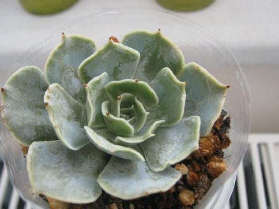 Name:  echeveria lilacina.jpg
Views: 682
Size:  28.2 KB