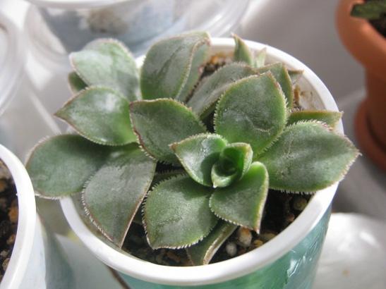 Name:  aeonium.jpg
Views: 678
Size:  30.1 KB