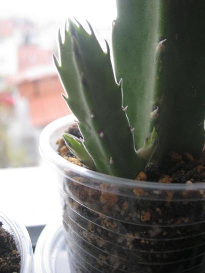 Name:  stapelia grandiflora.jpg
Views: 958
Size:  22.5 KB