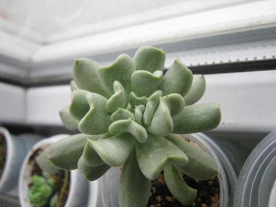 Name:  echeveria topsy truva.jpg
Views: 982
Size:  24.7 KB