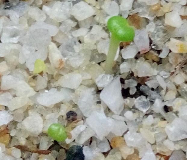 Name:  lithops.jpg
Views: 395
Size:  45.0 KB