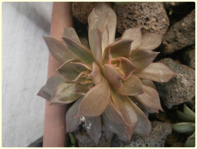 Name:  Echeveria 'Black Prince', Echeveria 'Black Knight'.jpg
Views: 1394
Size:  35.4 KB