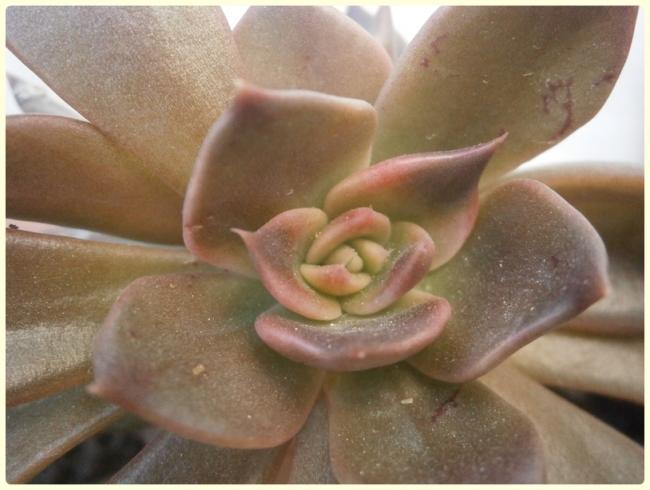 Name:  Echeveria 'Black Prince', Echeveria 'Black Knight' (2).jpg
Views: 1276
Size:  39.0 KB