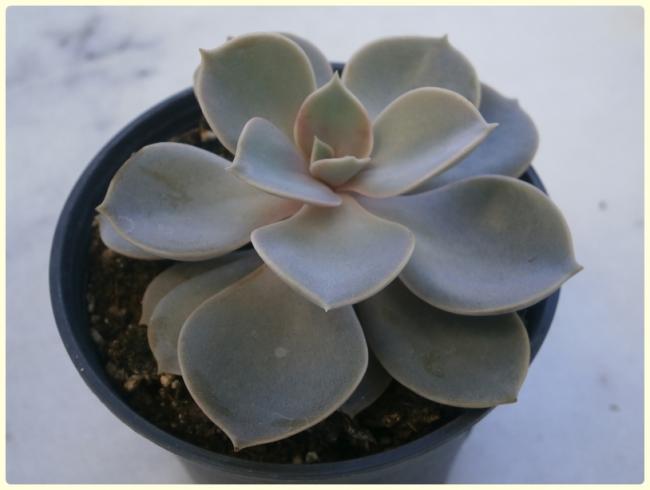 Name:  Echeveria 'Perle von Nurnberg'.jpg
Views: 1306
Size:  26.1 KB