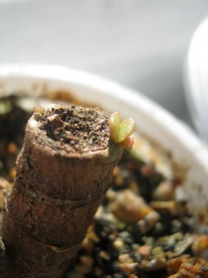 Name:  crassula ovata.jpg
Views: 972
Size:  24.0 KB