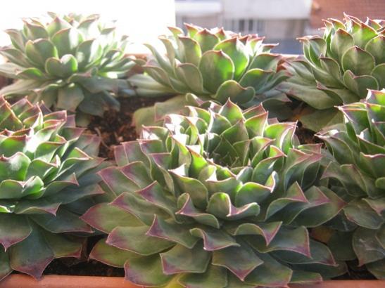 Name:  sempervivum2.jpg
Views: 888
Size:  41.5 KB