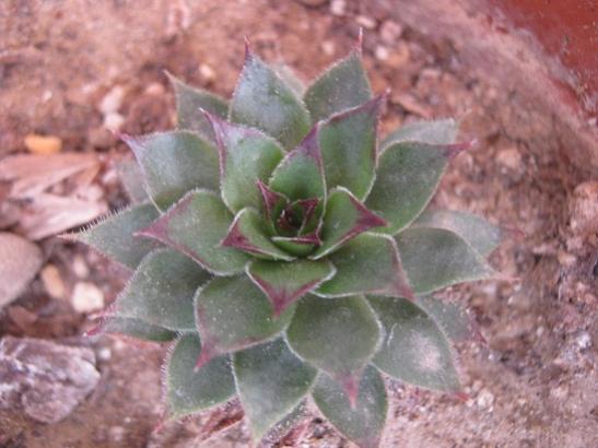 Name:  sempervivum3.jpg
Views: 887
Size:  35.3 KB