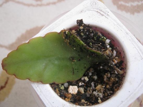 Name:  rhipsalis.jpg
Views: 890
Size:  27.7 KB