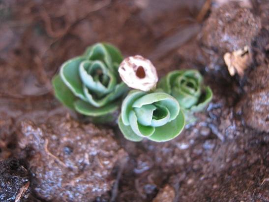Name:  sedum autumn joy.jpg
Views: 867
Size:  31.6 KB