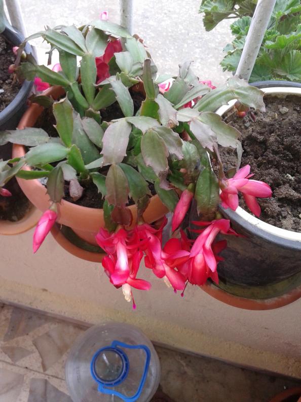 Name:  20151219_105501.jpg
Views: 513
Size:  72.6 KB