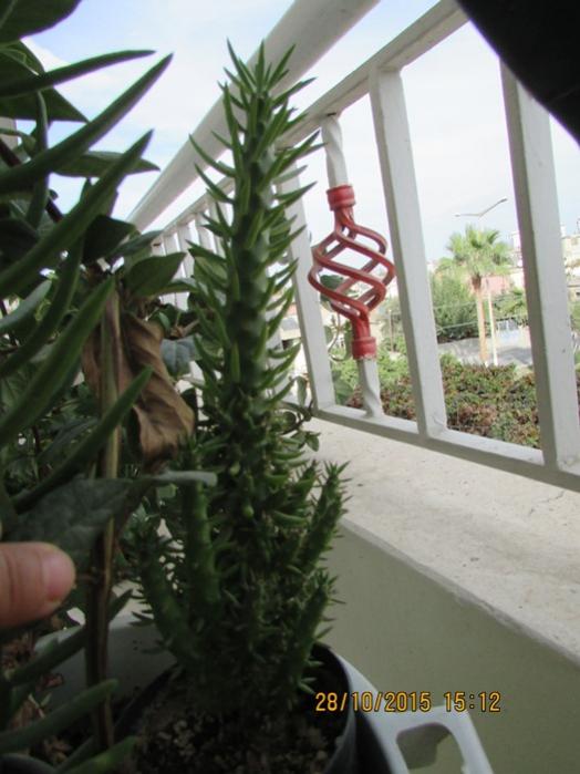 Name:  IMG_2024.jpg
Views: 1140
Size:  50.2 KB