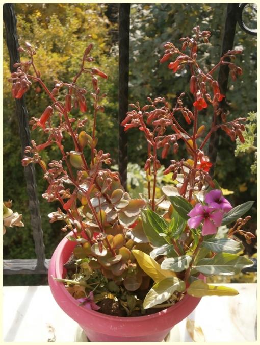 Name:  Kalano01.jpg
Views: 1151
Size:  69.9 KB