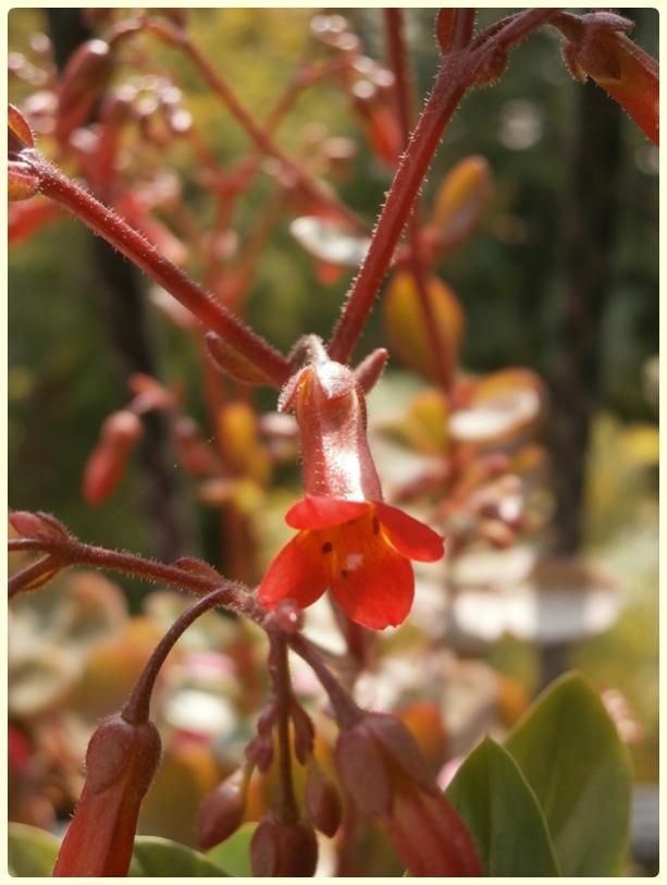 Name:  Kalano02.jpg
Views: 1157
Size:  52.3 KB