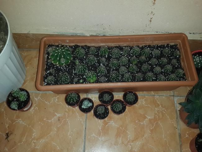 Name:  20151227_152345.jpg
Views: 402
Size:  47.2 KB