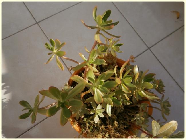 Name:  Dam Koruklar - Sedum palmeri , Sedum dendroideum, Sedum rupestre 'angelina'.jpg
Views: 1133
Size:  40.4 KB