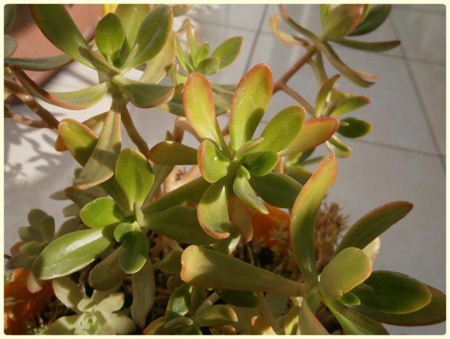 Name:  Sedum dendroideum.jpg
Views: 1124
Size:  41.8 KB
