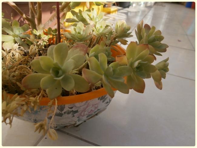 Name:  Sedum palmeri - Dam Koruu.jpg
Views: 1167
Size:  41.0 KB
