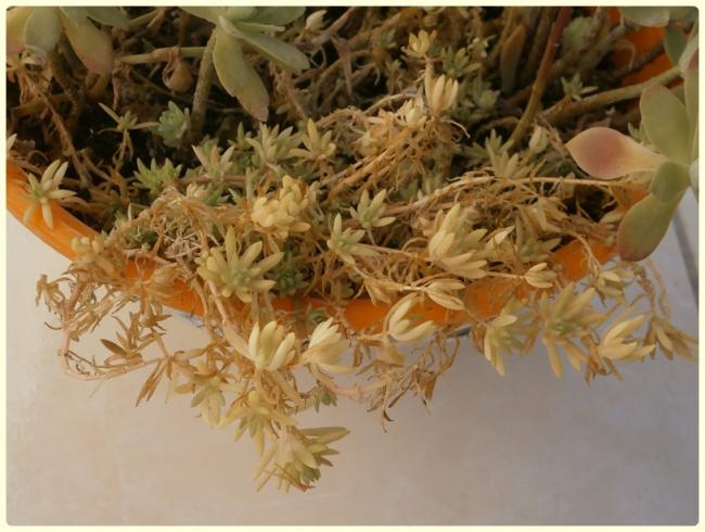 Name:  Sedum rupestre 'angelina'.jpg
Views: 1108
Size:  49.1 KB