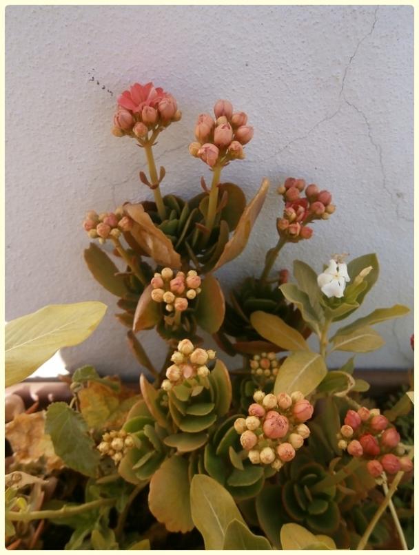 Name:  Kalanchoe blossfeldiana - Katl Pembe Kalano.jpg
Views: 1490
Size:  63.7 KB