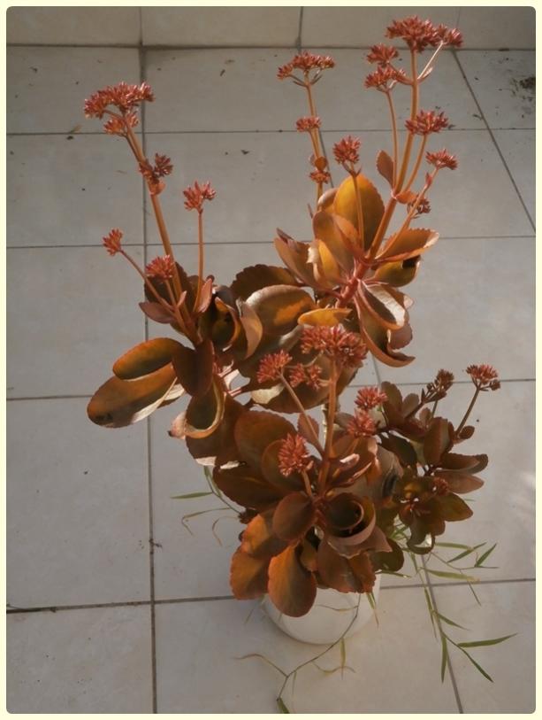 Name:  Kalanchoe blossfeldiana - Katsz Krmz Kalano.jpg
Views: 1425
Size:  54.3 KB