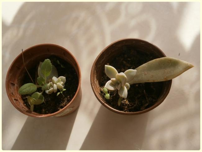 Name:  Graptopetalum sp.jpg
Views: 1173
Size:  30.1 KB